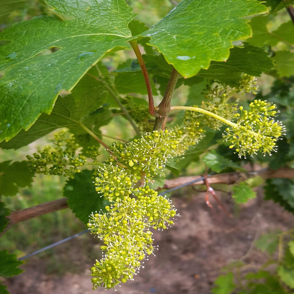 Description alternative par défaut