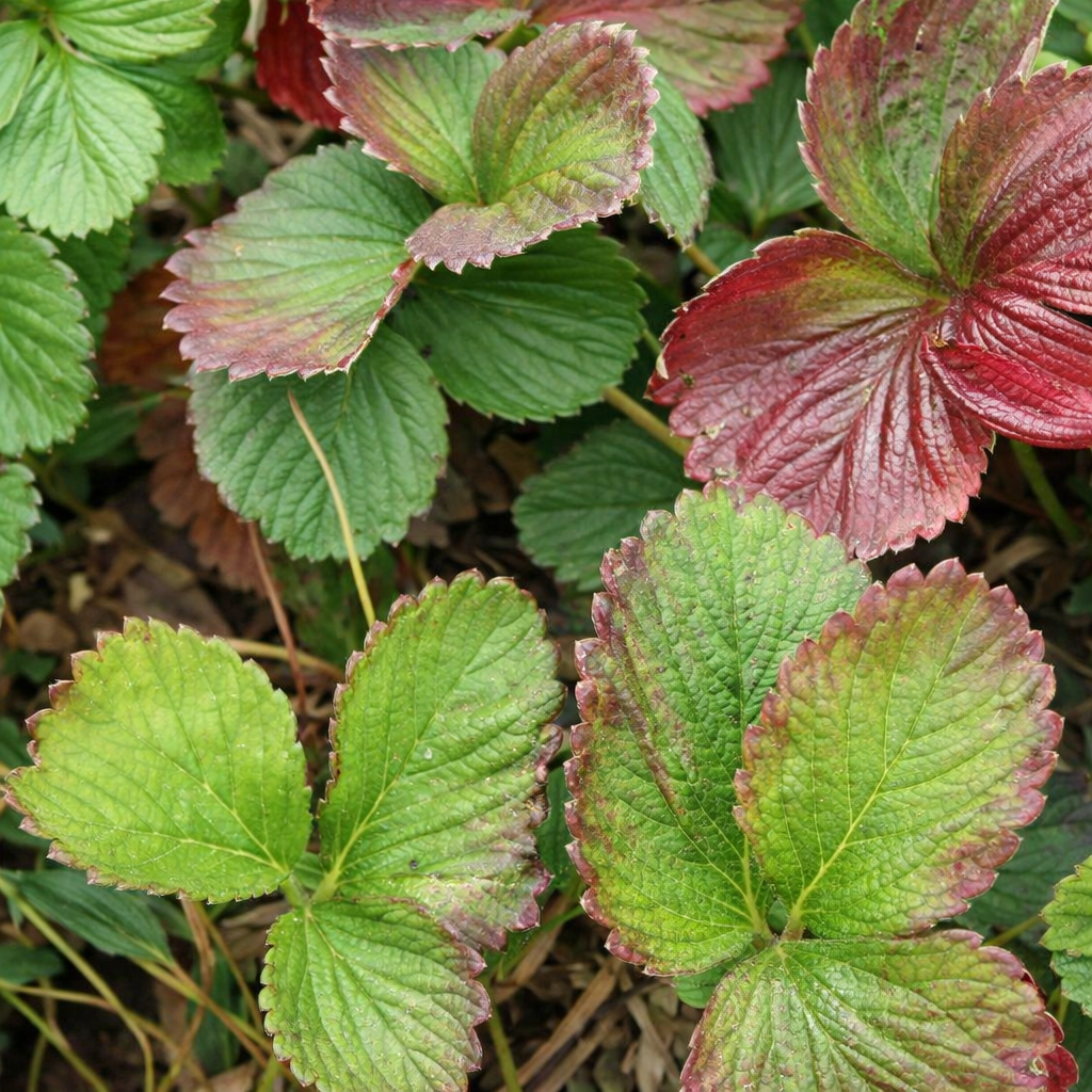 Description alternative par défaut