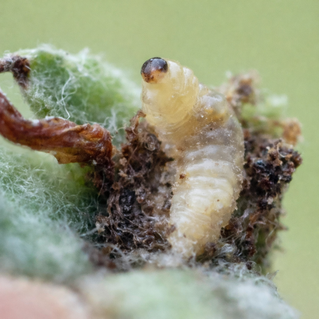 Description alternative par défaut