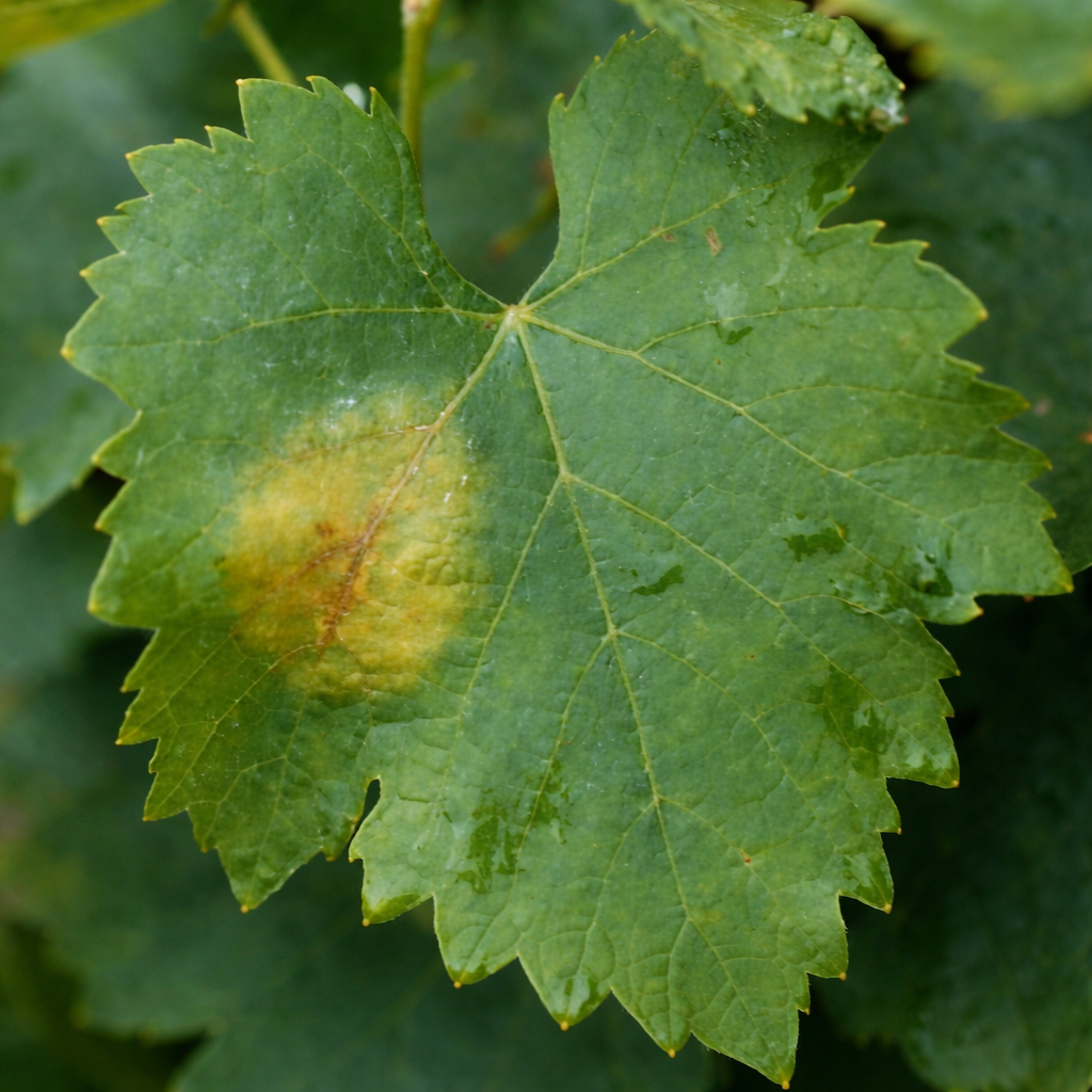 Description alternative par défaut