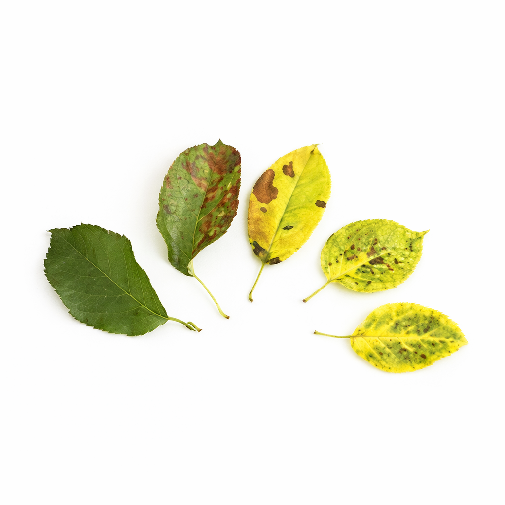 Description alternative par défaut