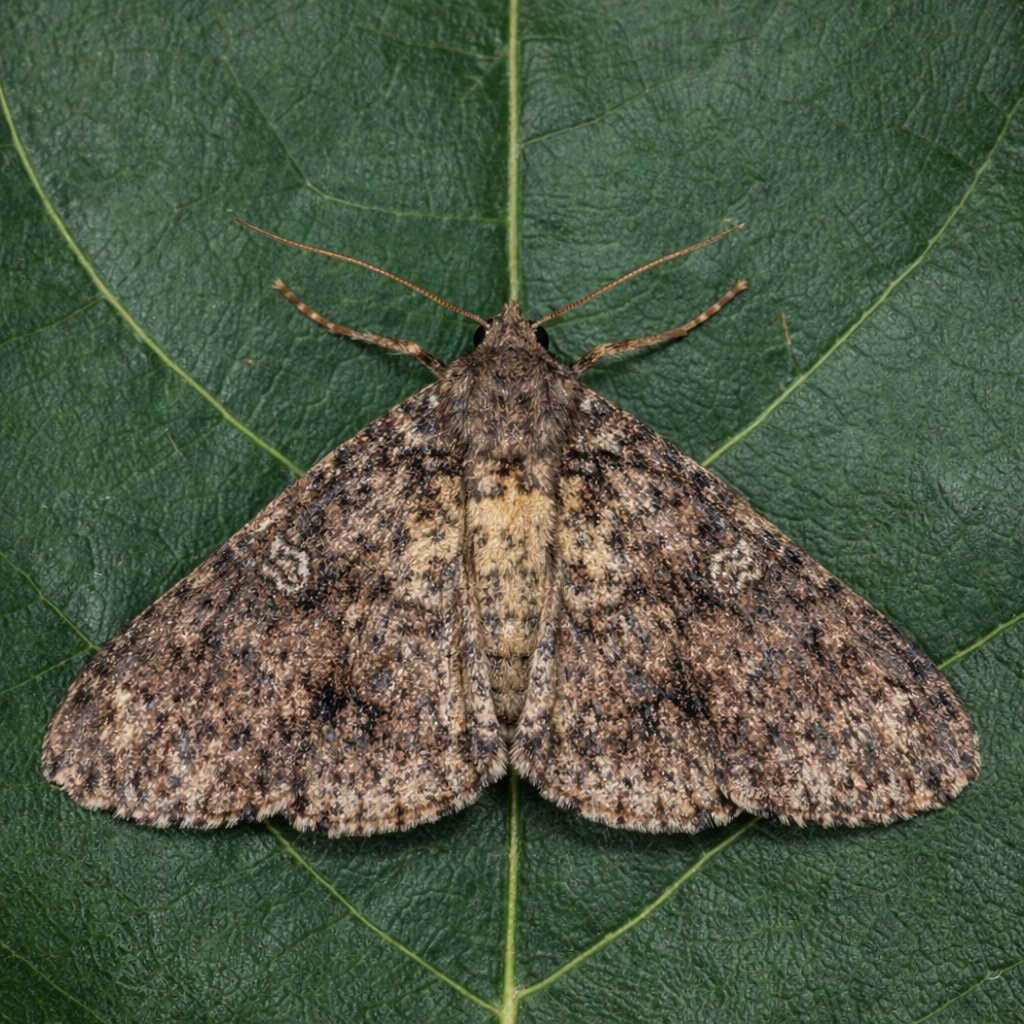 Description alternative par défaut