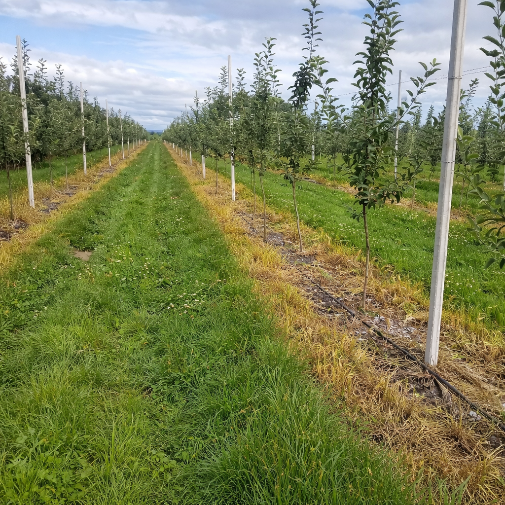 Description alternative par défaut